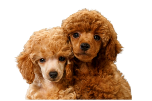 トイプードル2匹の画像