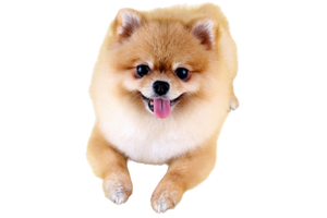 舌を出しているポメラニアン画像